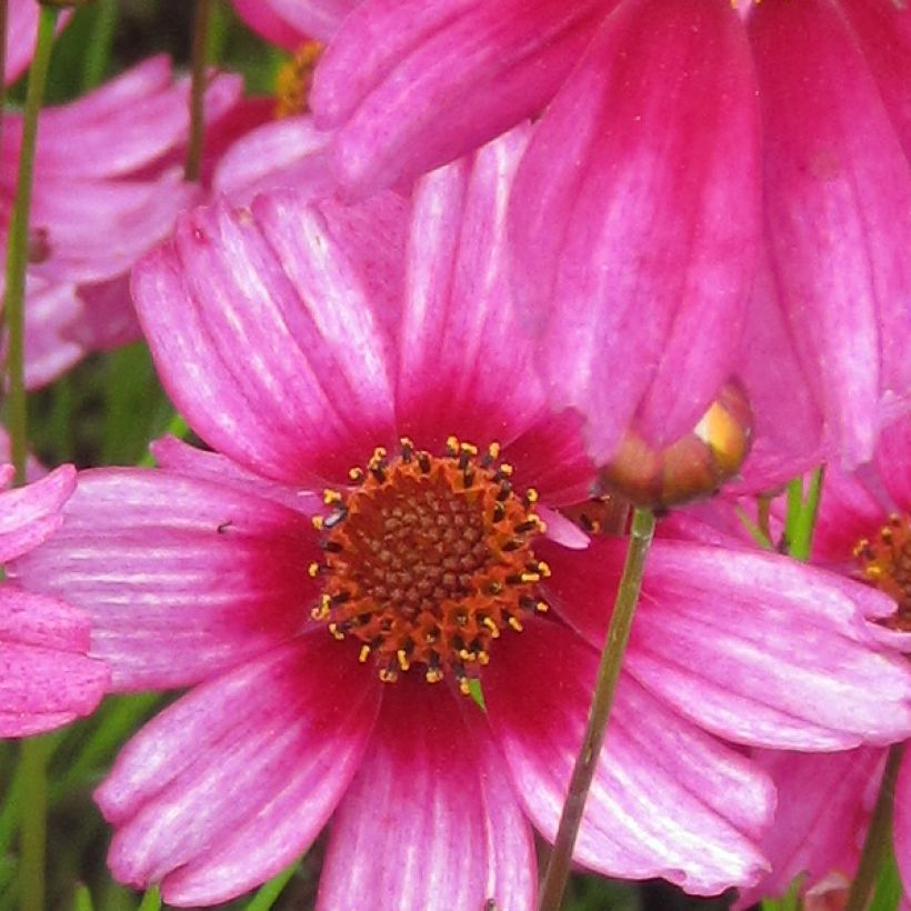 Mädchenauge Heaven's Gate - Coreopsis rosea (Flowering)