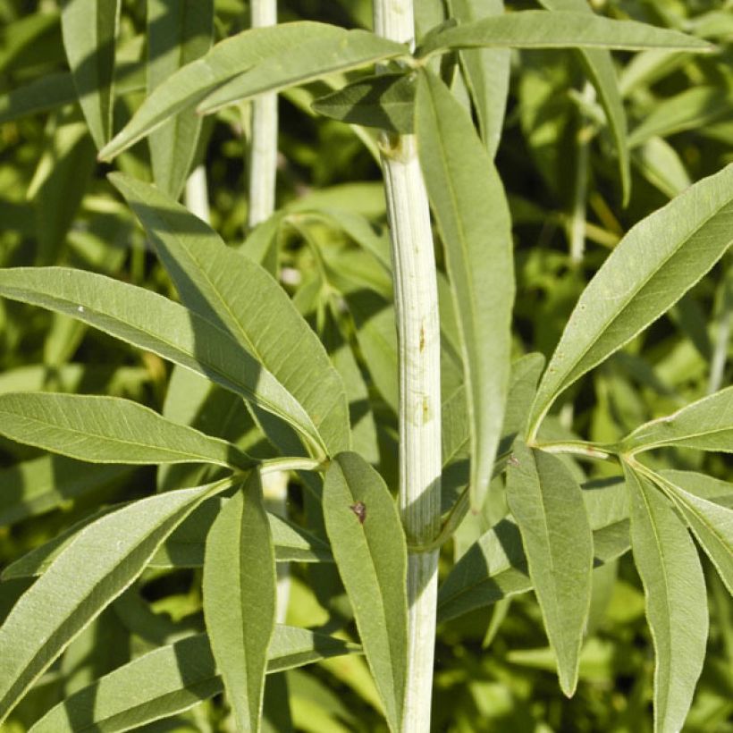 Mädchenauge - Coreopsis tripteris (Foliage)