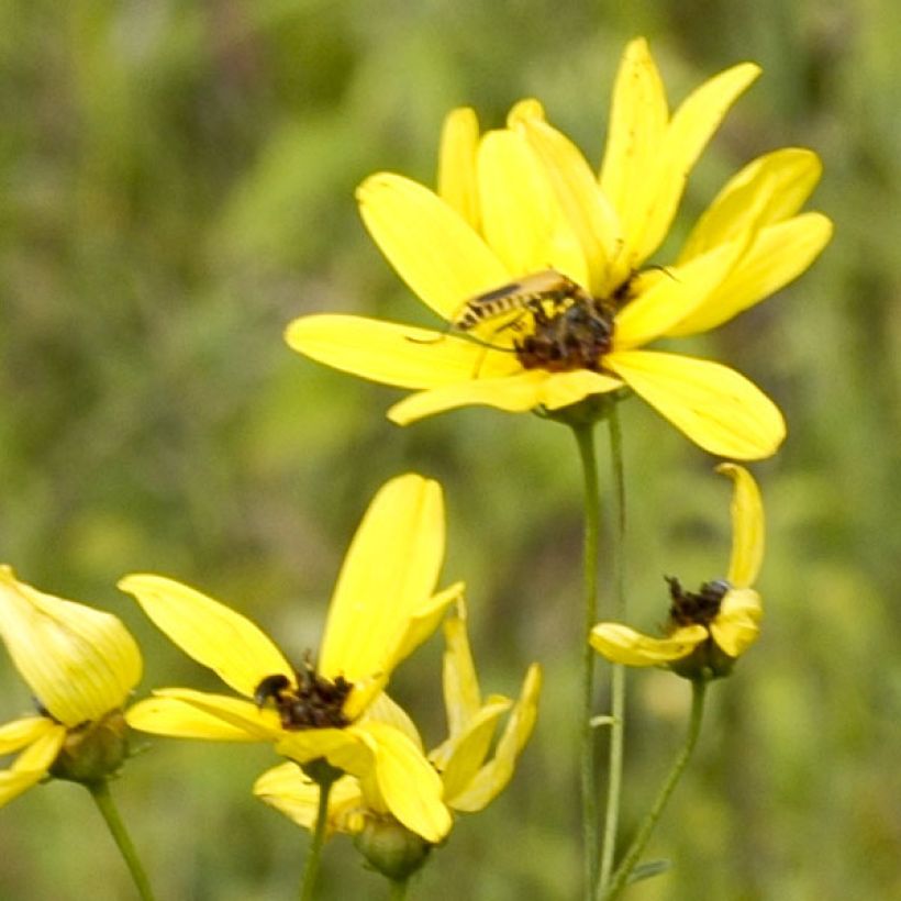 Mädchenauge - Coreopsis tripteris (Flowering)