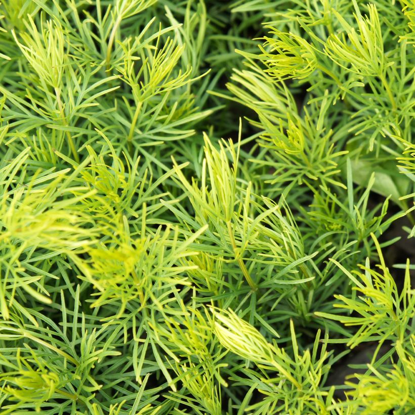 Mädchenauge Sunbeam - Coreopsis verticillata (Foliage)