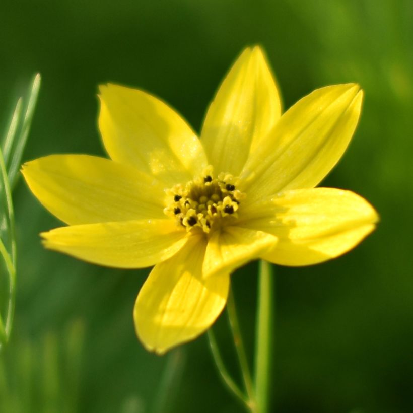 Mädchenauge Sunbeam - Coreopsis verticillata (Flowering)