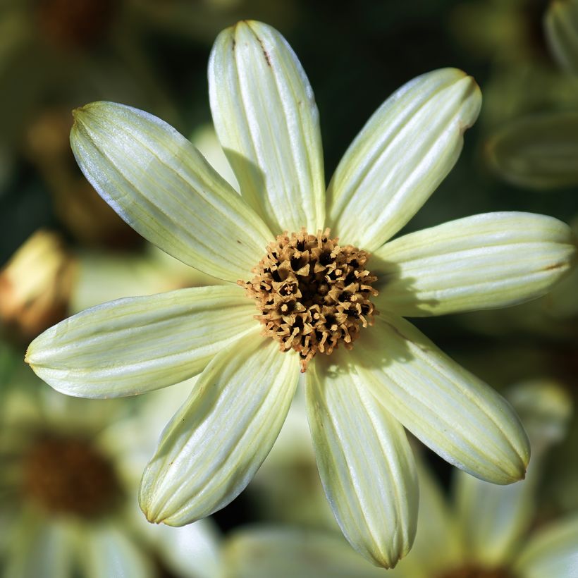 Mädchenauge Moonbeam - Coreopsis verticillata (Blüte)