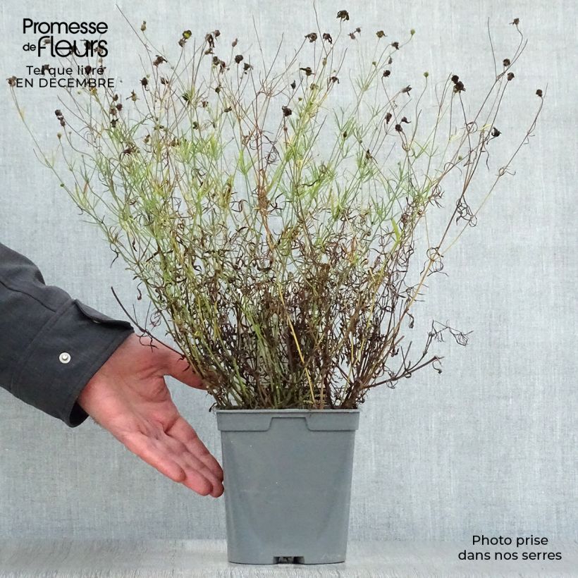 Exemplar von Mädchenauge Moonbeam - Coreopsis verticillata Topf mit 2L/3L wie im Winter geliefert