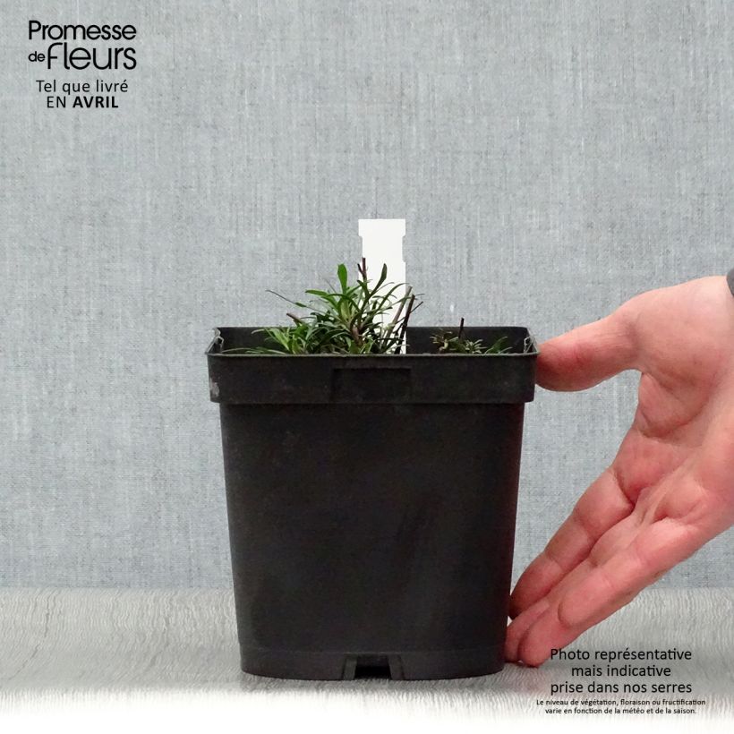 Exemplar von Mädchenauge Moonbeam - Coreopsis verticillata Topf mit 2L/3L wie im Frühjahr geliefert