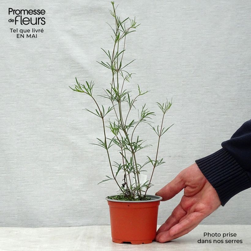 Exemplar von Mädchenauge Moonbeam - Coreopsis verticillata Kleine Töpfe von 7/8 cm wie im Frühjahr geliefert