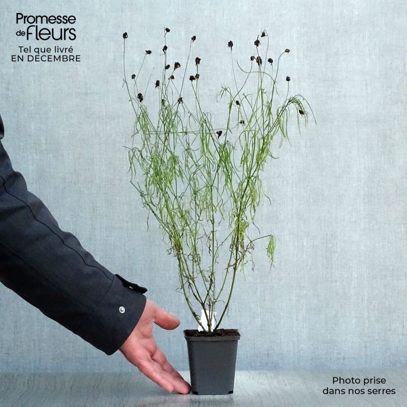 Exemplar von Mädchenauge Route 66 - Coreopsis verticillata Kleine Töpfe von 8/9 cm wie im Winter geliefert