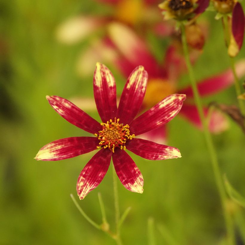 Mädchenauge Route 66 - Coreopsis verticillata (Blüte)