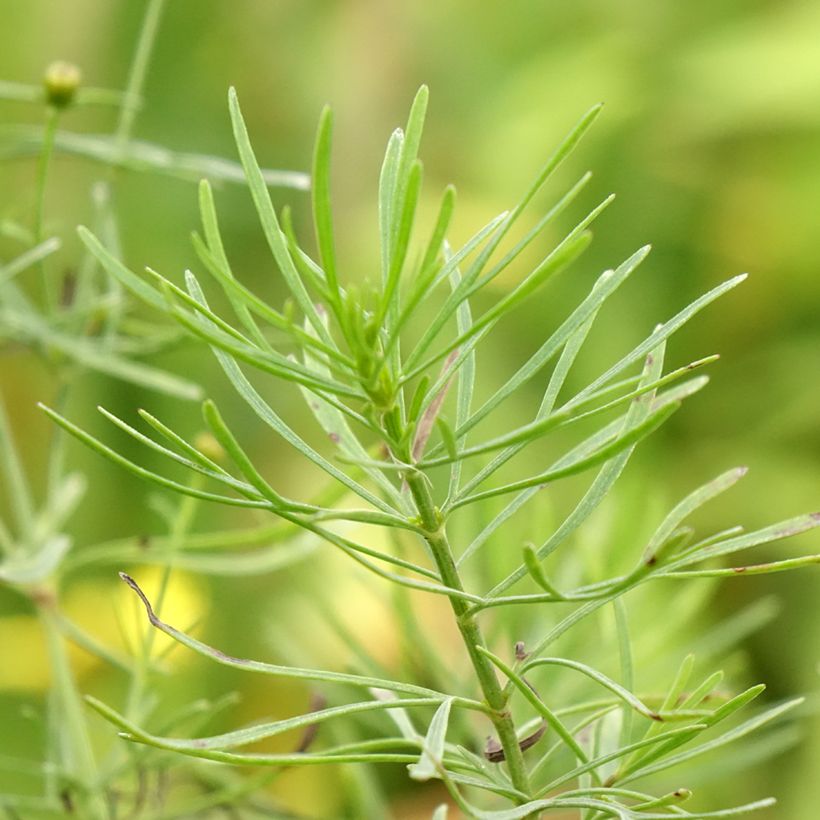 Mädchenauge S&S Sassy Saffron - Coreopsis verticillata (Foliage)