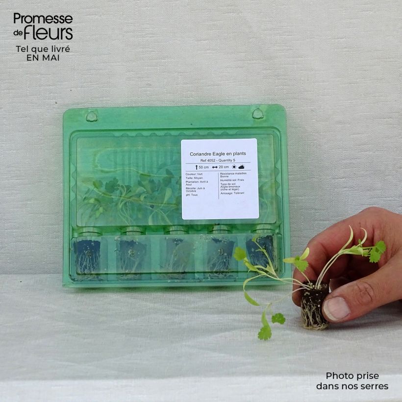 Example of Koriander Eagle Mini-Plug Ø 1,5/2,5 cm as you get in printemps