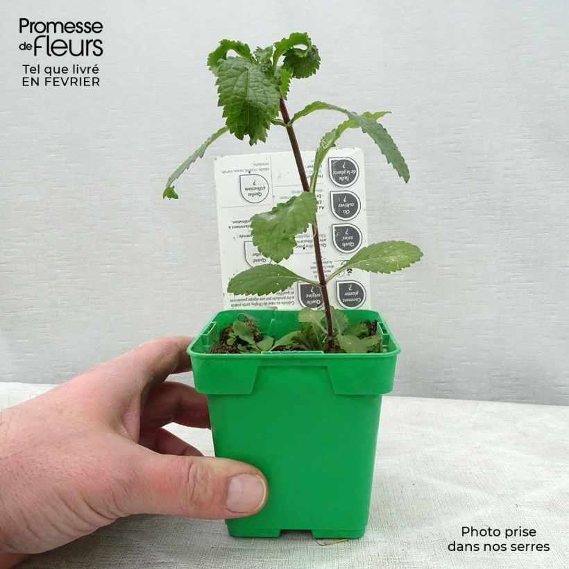 Example of Koriander pflanzen Topf 10 cm/11cm as you get in hiver