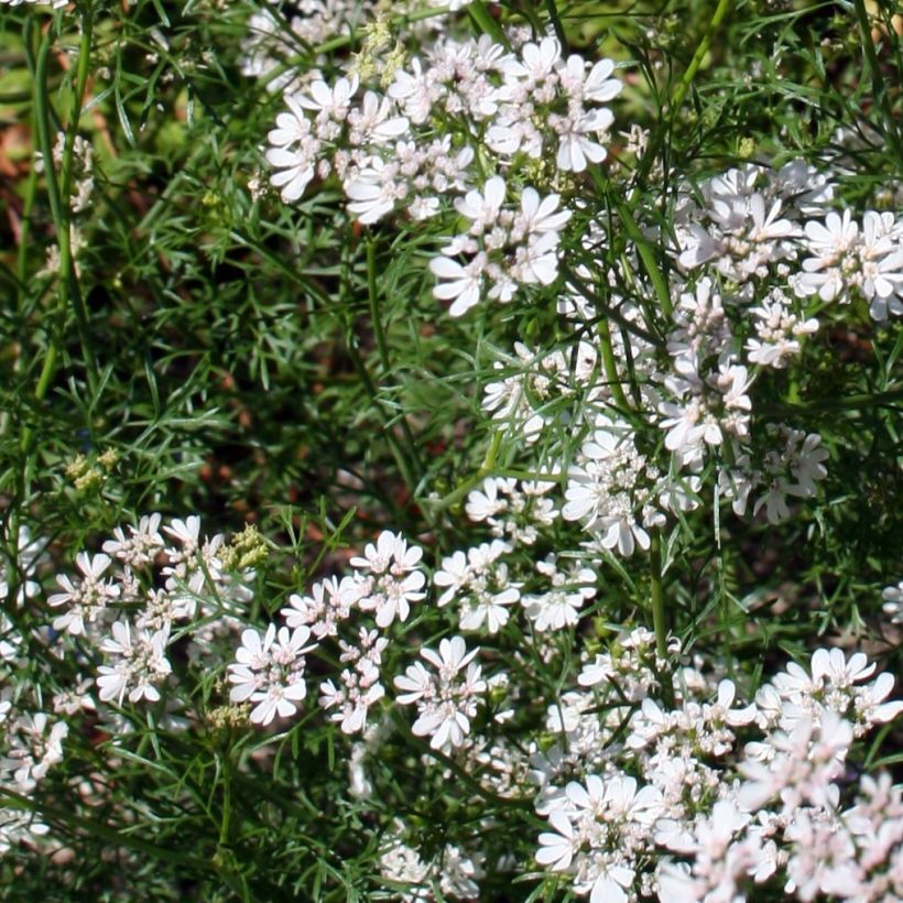Koriander pflanzen (Flowering)
