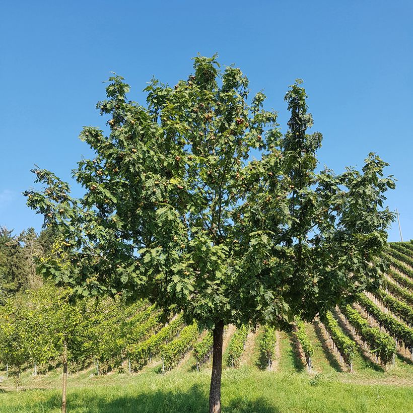 Sorbus domestica (Plant habit)