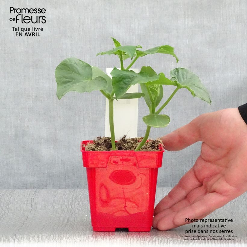 Example of Einlegegurke Ceto Topf 10 cm/11cm as you get in printemps