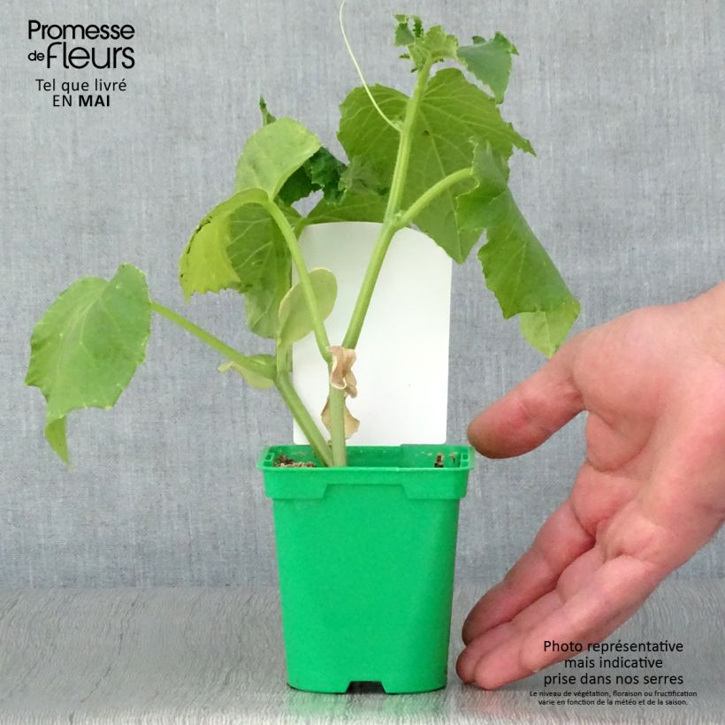 Example of Einlegegurke Szatmar F1 Topf 10 cm/11cm as you get in printemps