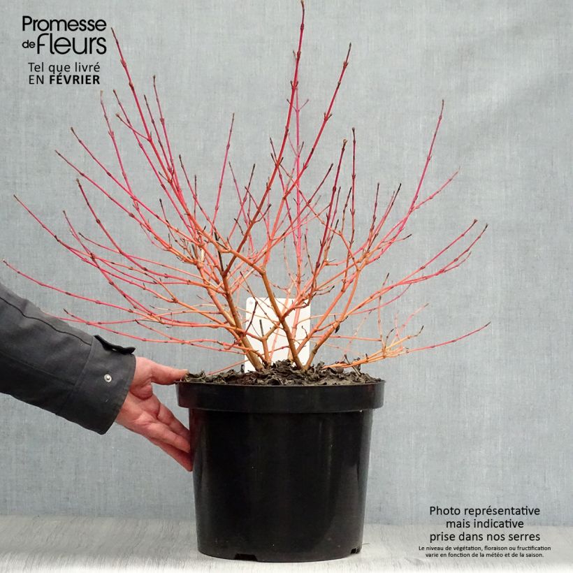 Exemplar von Roter Hartriegel Anny's Winter Orange - Cornus sanguinea Topf mit 7,5L/10L wie im Winter geliefert
