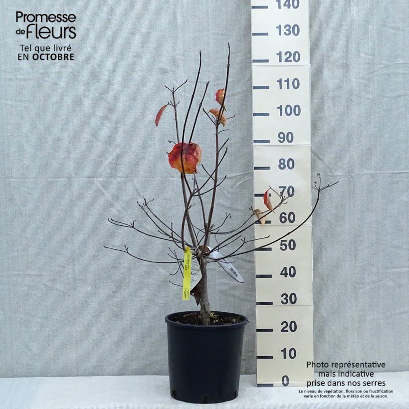 Example of Nuttalls Blüten-Hartriegel Ascona - Cornus nuttallii Topf mit 12L/15L as you get in automne