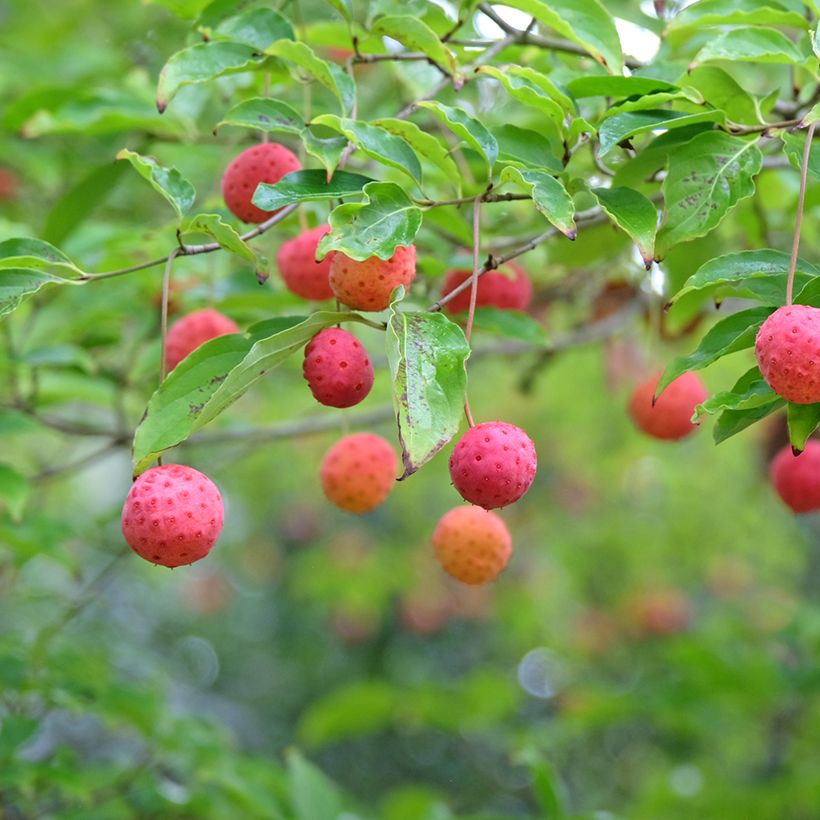 Japanischer Blumen-Hartriegel Norman Hadden - Cornus kousa (Ernte)