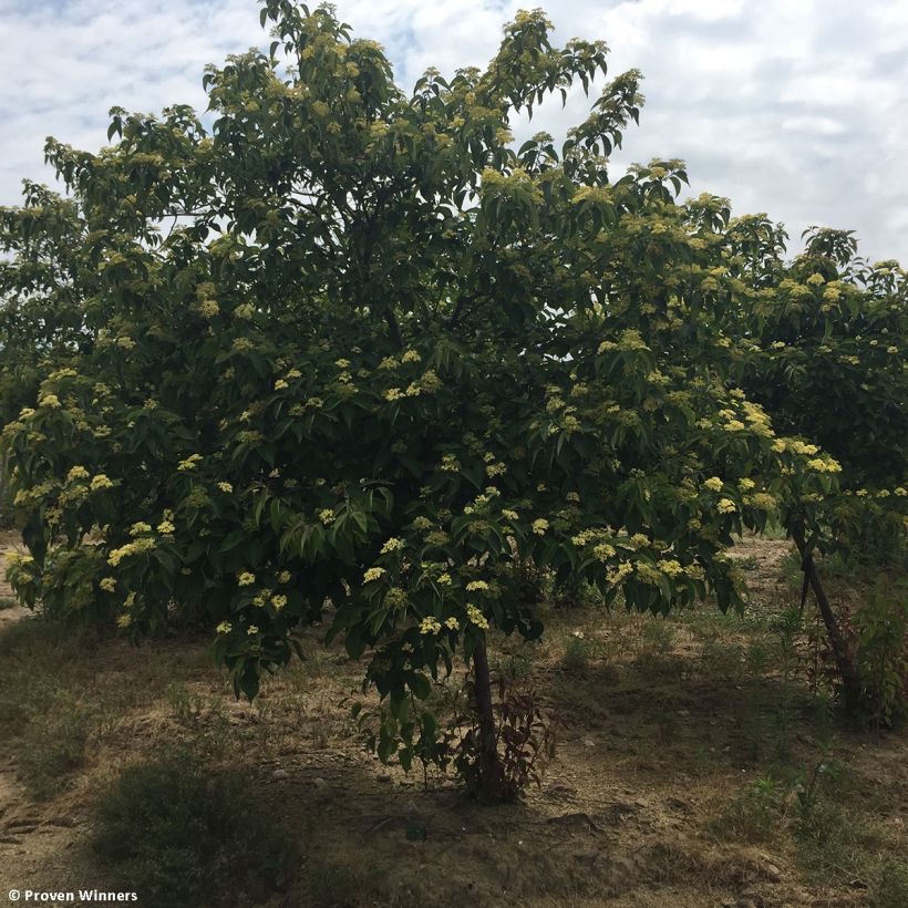 Cornus asperifolia var. drummondii Sunshiny Drops - Drummonds Hartriegel (Hafen)