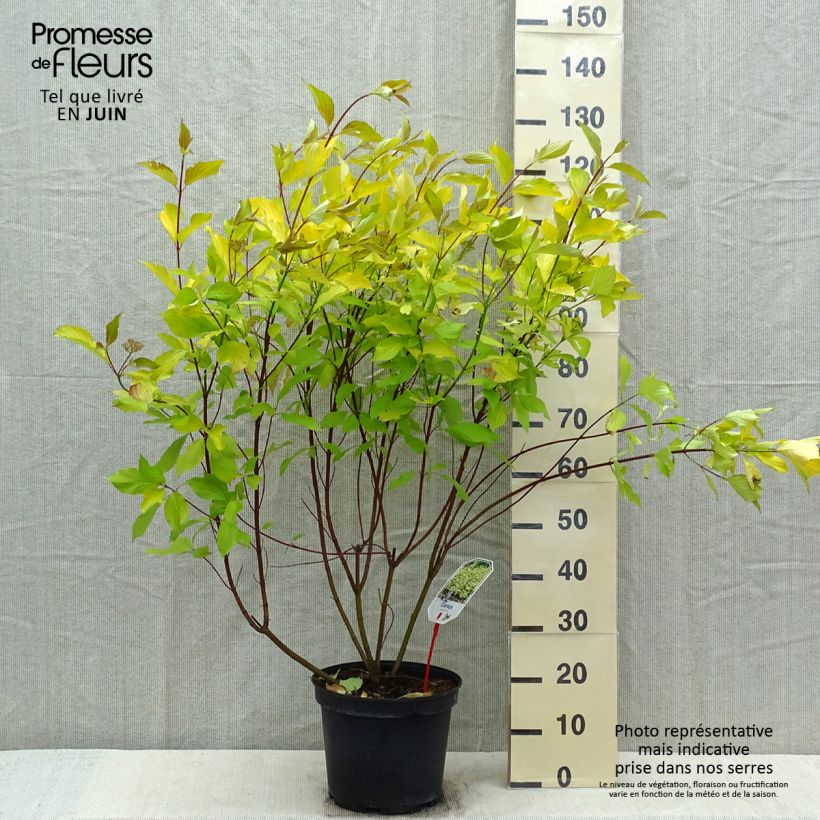 Exemplar von Cornus alba Aurea - Tatarischer Hartriegel Topf mit 7,5L/10L wie im Frühjahr geliefert