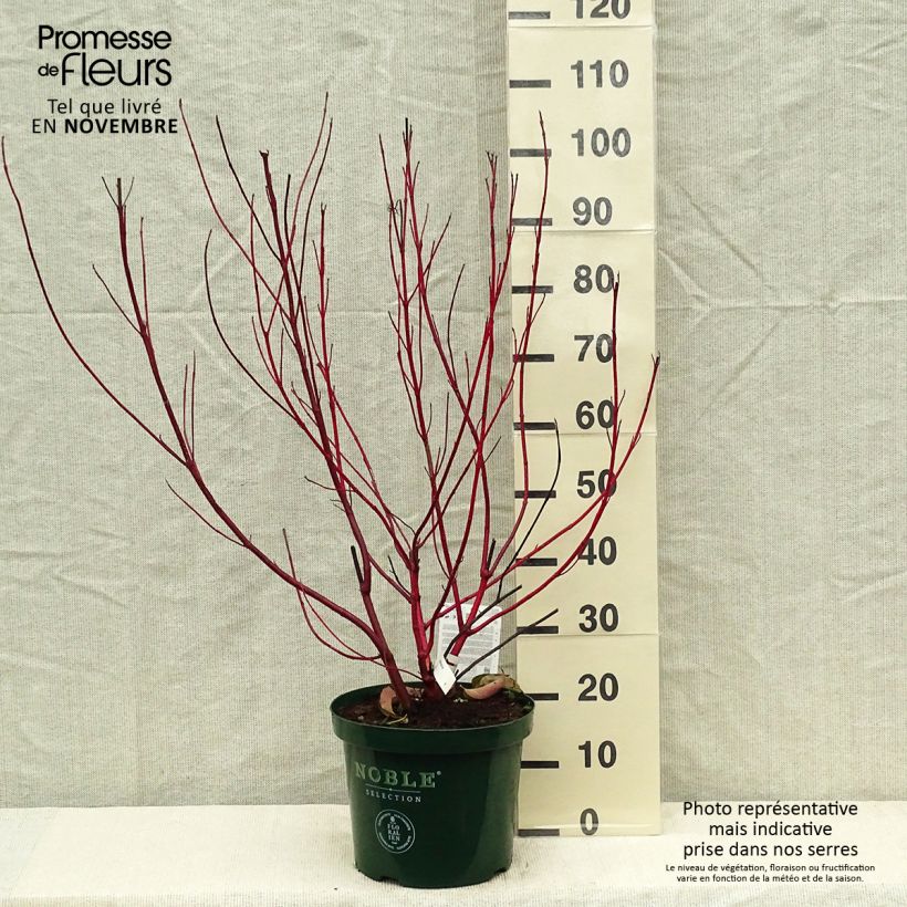 Example of Cornus alba Baton Rouge - Tatarischer Hartriegel Topf mit 4L/5L as you get in automne