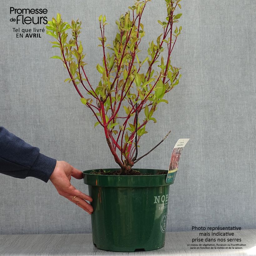 Exemplar von Cornus alba Baton Rouge - Tatarischer Hartriegel Topf mit 4L/5L wie im Frühjahr geliefert