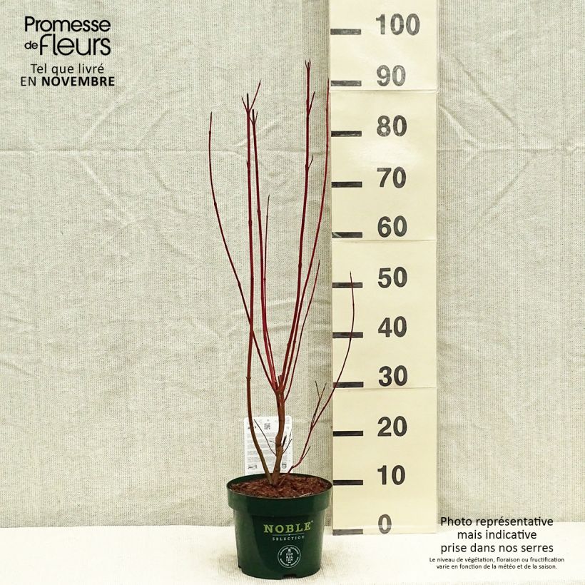 Example of Cornus alba Baton Rouge - Tatarischer Hartriegel Topf mit 2L/3L as you get in automne