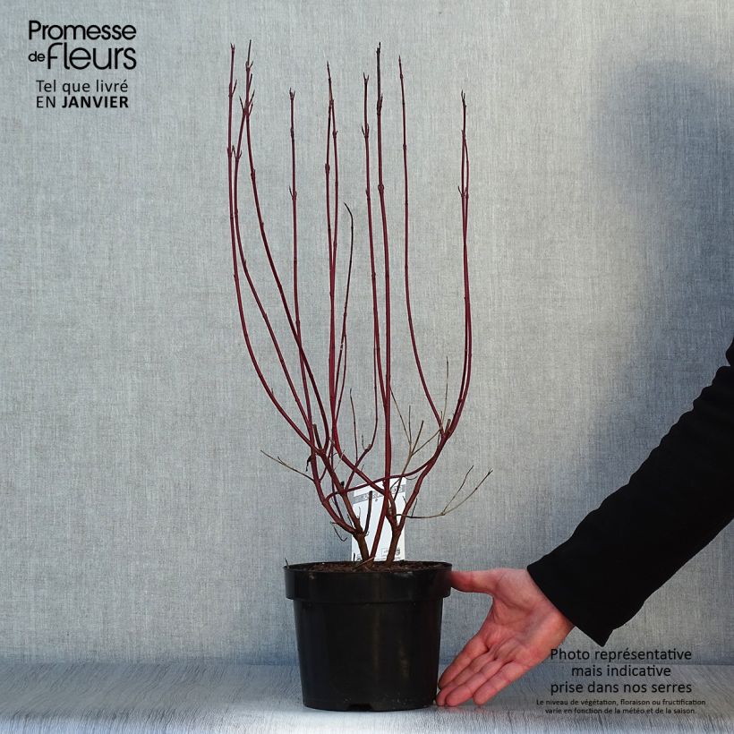 Exemplar von Cornus alba Cream Cracker - Tatarischer Hartriegel Topf mit 2L/3L wie im Winter geliefert