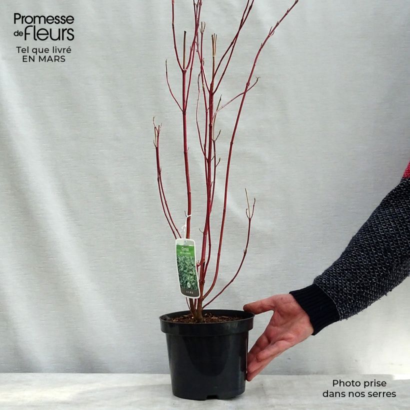 Exemplar von Cornus alba Elegantissima - Tatarischer Hartriegel Topf mit 7,5L/10L wie im Winter geliefert