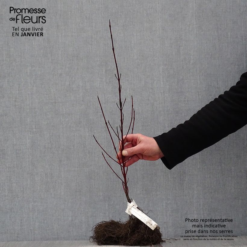 Example of Cornus alba Elegantissima - Tatarischer Hartriegel Wurzelnackt as you get in hiver