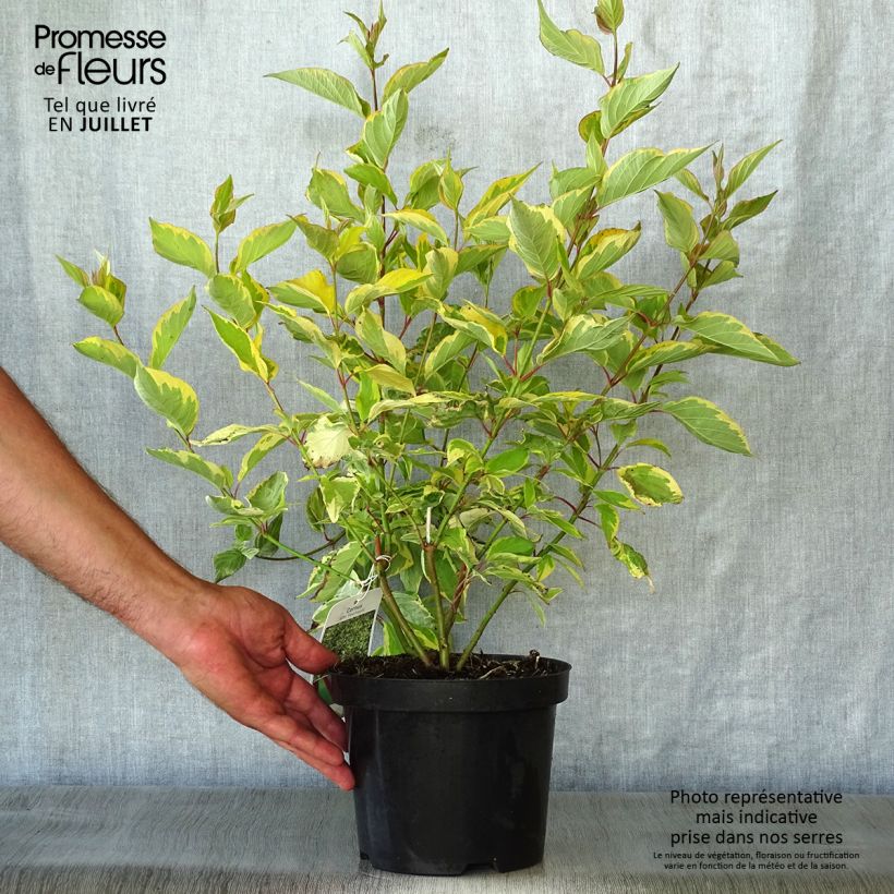 Exemplar von Cornus alba Gouchaultii - Tatarischer Hartriegel Topf mit 3L/4L wie im Sommer geliefert