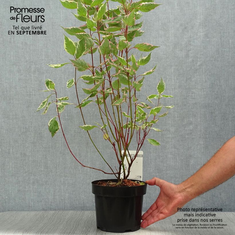 Example of Cornus alba Miracle - Tatarischer Hartriegel Topf mit 3L/4L as you get in automne