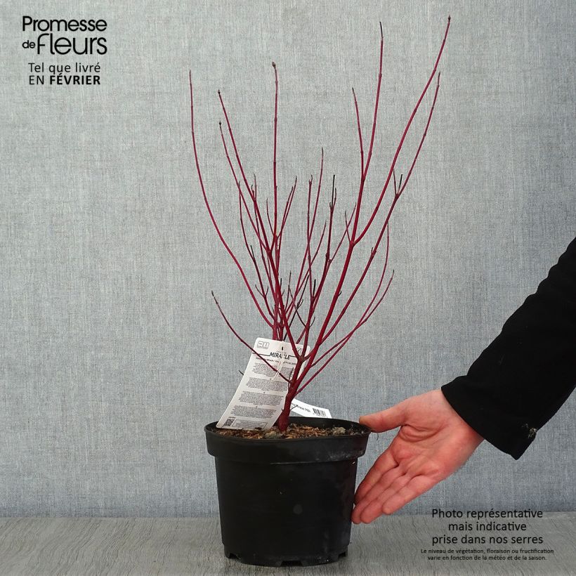 Exemplar von Cornus alba Miracle - Tatarischer Hartriegel Topf mit 3L/4L wie im Winter geliefert