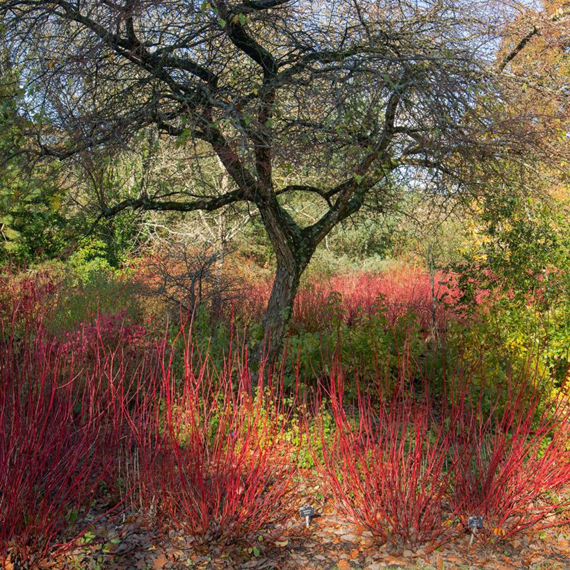 Cornus alba Sibirica - Tatarischer Hartriegel (Hafen)