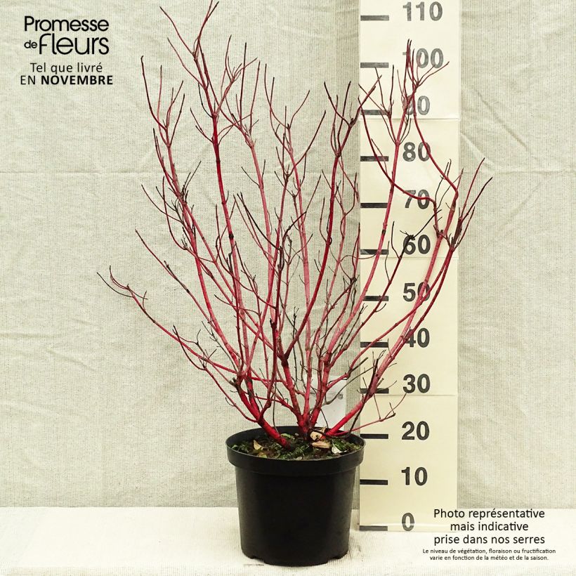 Example of Cornus alba Sibirica - Tatarischer Hartriegel Topf mit 6L/7L as you get in automne