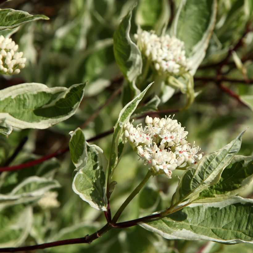 Cornus alba Sibirica Variegata - Tatarischer Hartriegel (Blüte)