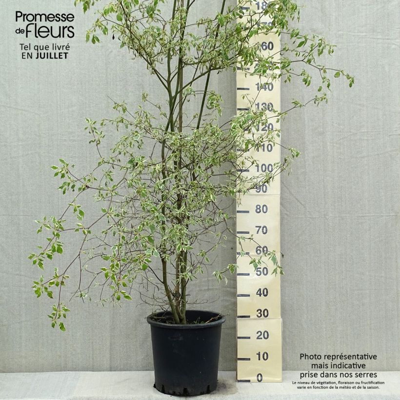 Exemplar von Cornus alternifolia Argentea - Wechselblättriger Hartriegel Topf mit 20L/25L wie im Sommer geliefert