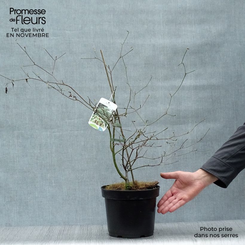 Example of Cornus alternifolia Argentea - Wechselblättriger Hartriegel Topf mit 3L/4L as you get in automne