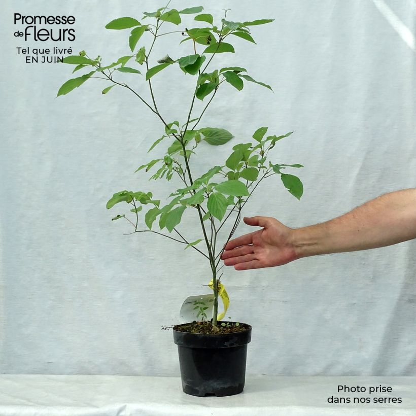 Example of Cornus alternifolia - Wechselblättriger Hartriegel Topf mit 3L/4L as you get in ete