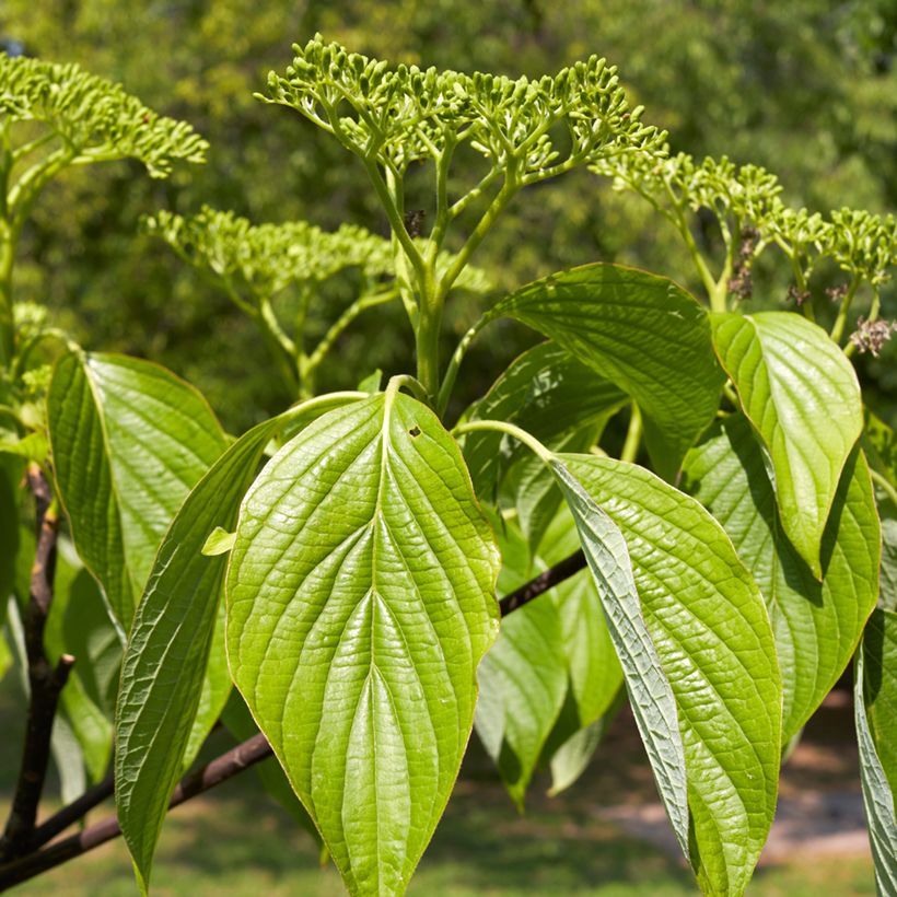 Cornus alternifolia - Wechselblättriger Hartriegel (Laub)
