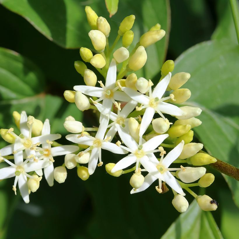 Cornus alternifolia - Wechselblättriger Hartriegel (Blüte)