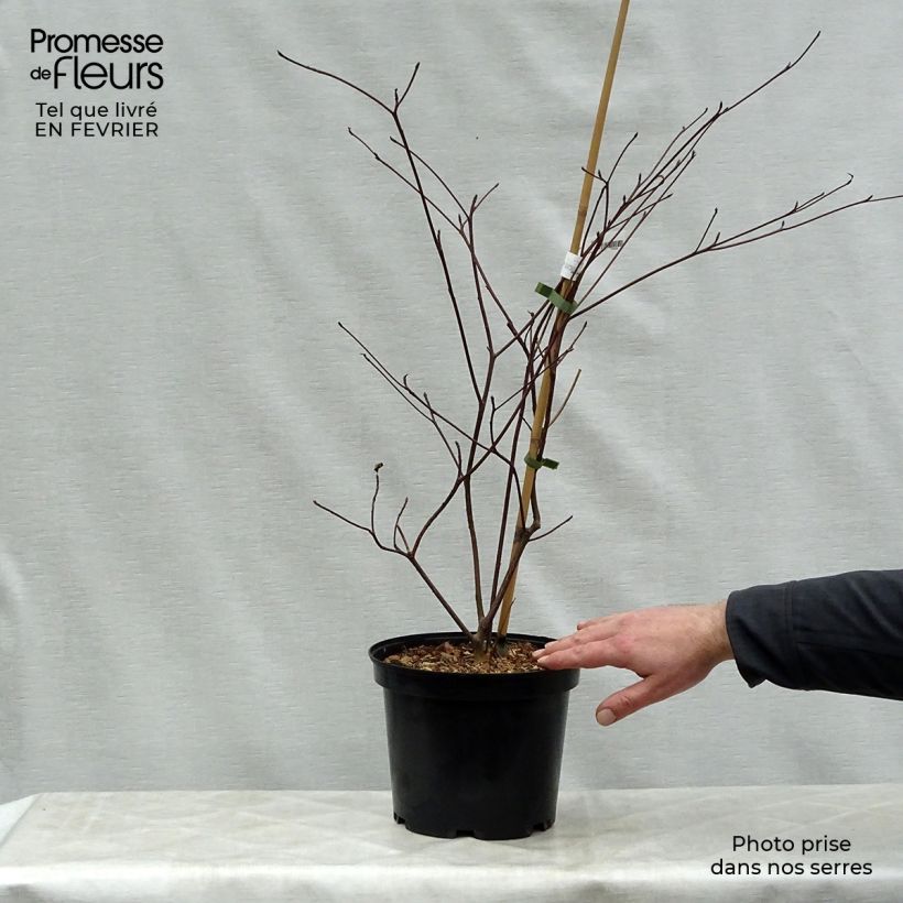 Exemplar von Cornus alternifolia Pinky Spots - Wechselblättriger Hartriegel Topf mit 4L/5L wie im Winter geliefert