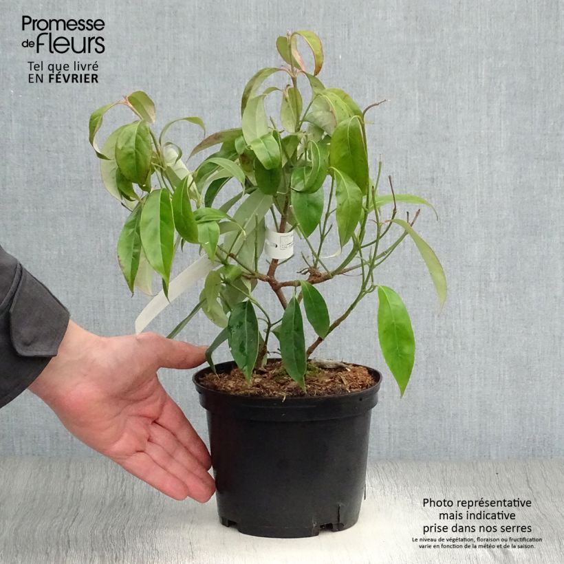 Exemplar von Cornus angustata Empress of China - Chinesischer Hartriegel Topf mit 2L/3L wie im Winter geliefert