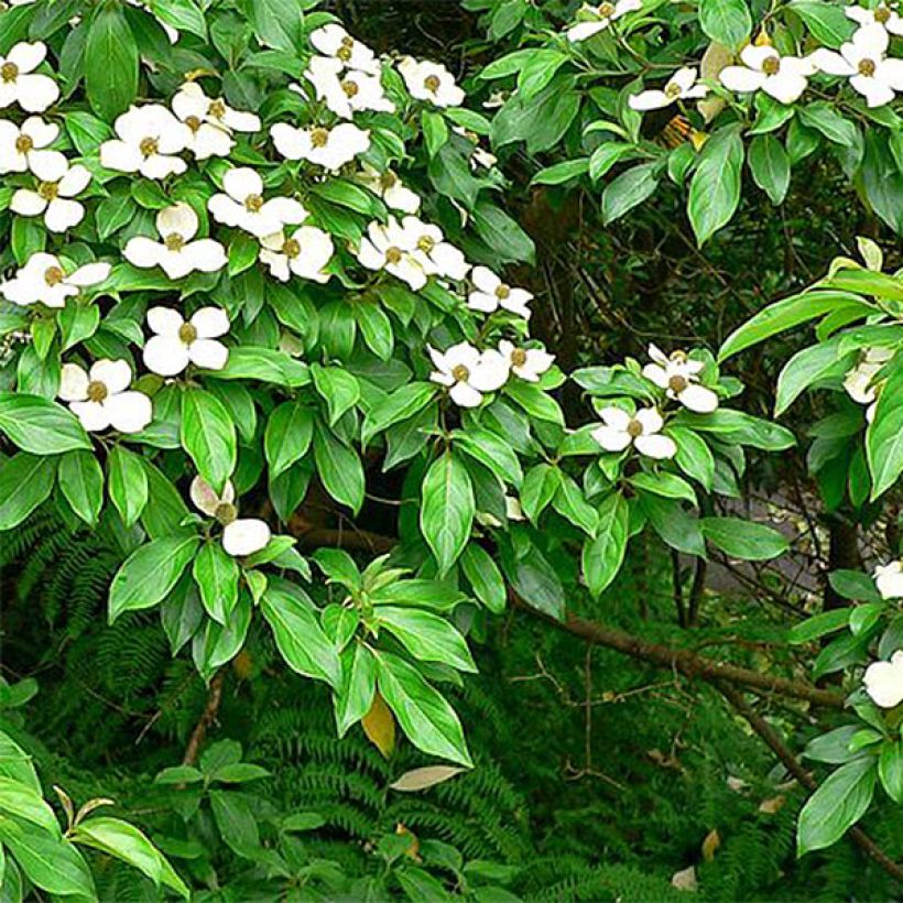 Cornus capitata - Benthams Hartriegel (Laub)