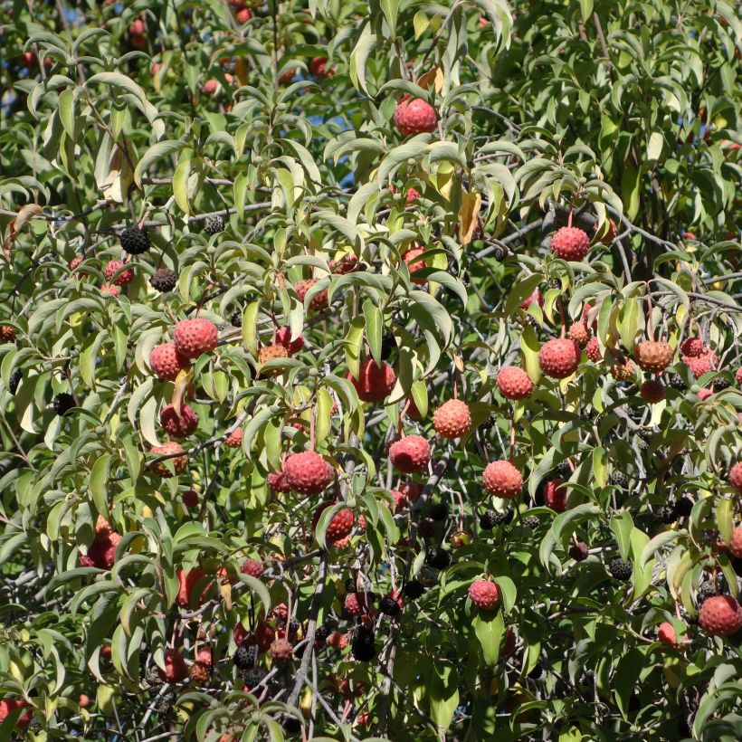 Cornus capitata - Benthams Hartriegel (Ernte)