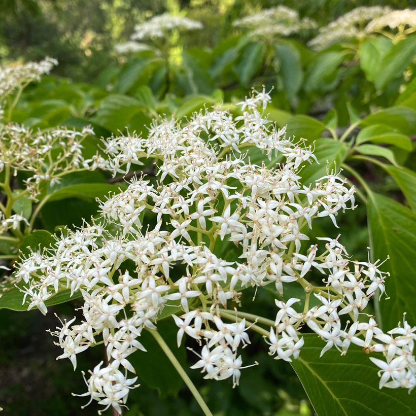 Benthams Hartriegel - Cornus controversa (Blüte)