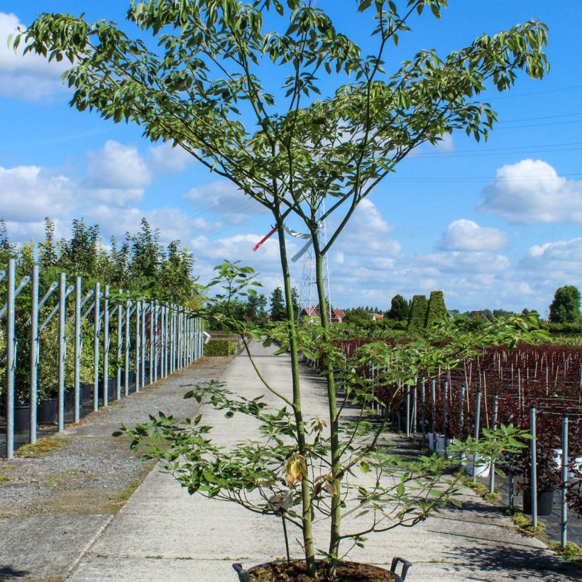 Example of Benthams Hartriegel - Cornus controversa Topf mit 80L/90L as you get in printemps