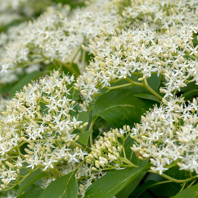 Benthams Hartriegel Pagoda - Cornus controversa (Blüte)