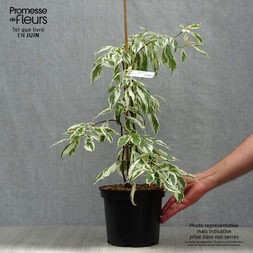 Exemplar von Benthams Hartriegel Variegata - Cornus controversa Topf mit 4L/5L wie im Sommer geliefert