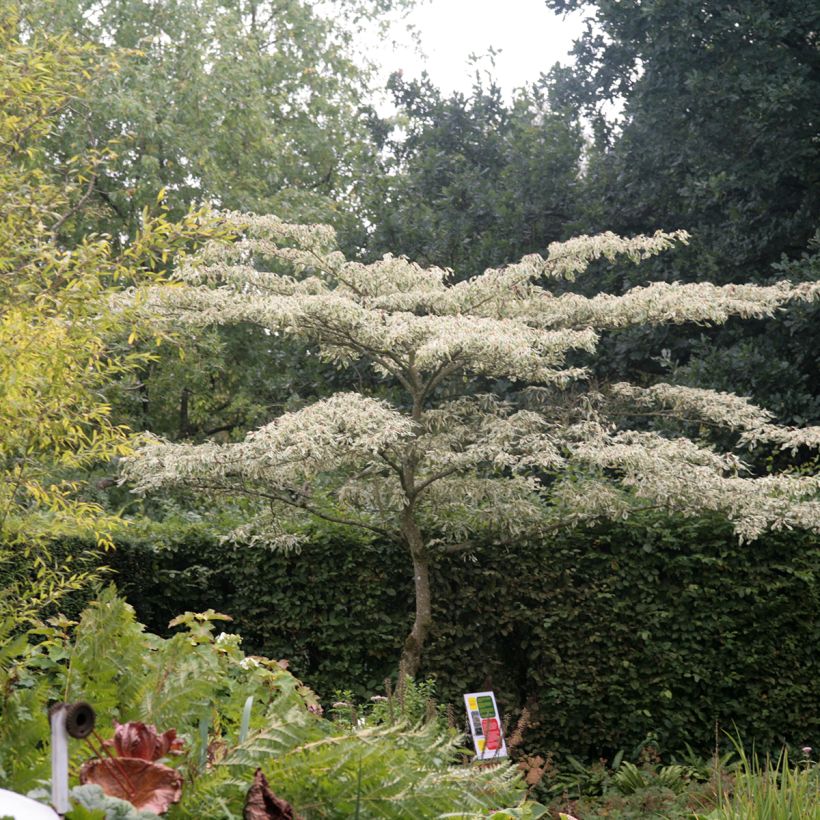 Benthams Hartriegel Variegata - Cornus controversa (Hafen)