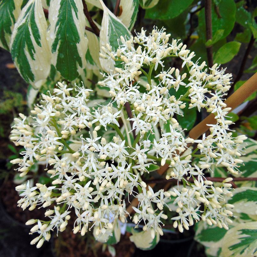 Benthams Hartriegel Variegata - Cornus controversa (Blüte)